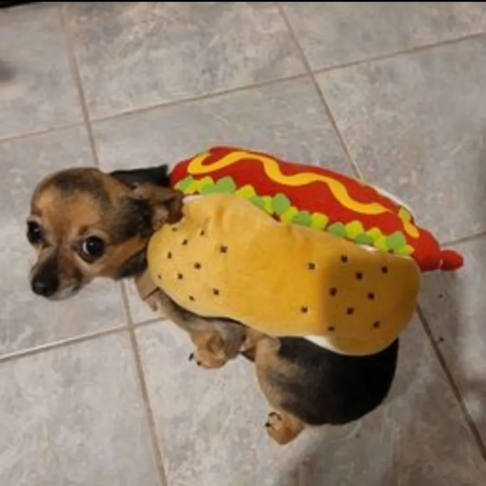 Padded Hot Dog Pet Costume Ketchup Mustard Relish Detail Halloween Size XS